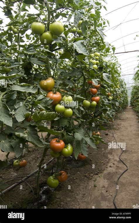 greenhouse with tomatoes Stock Photo - Alamy