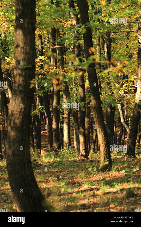 Image of trees in autumn forest Stock Photo - Alamy