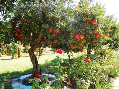 Pruning pomegranate - Complete Gardering