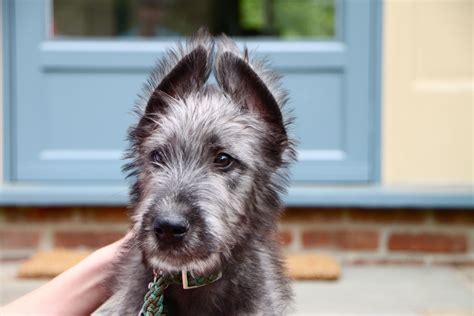 Pin by Dog Breeds on Irish Wolfhound | Irish wolfhound, Irish wolfhound ...