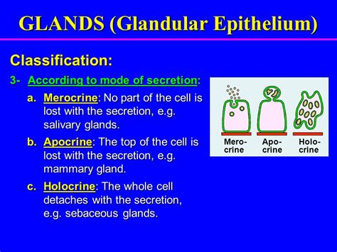 How do apocrine, exocrine, merocrine, and holocrine glands differ? | Socratic