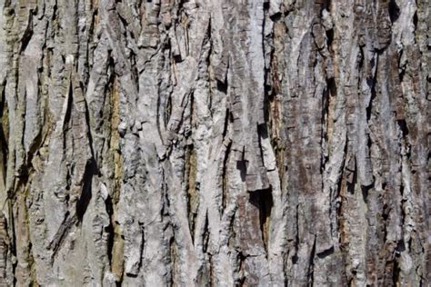 Hickory Tree Bark » Top Facts