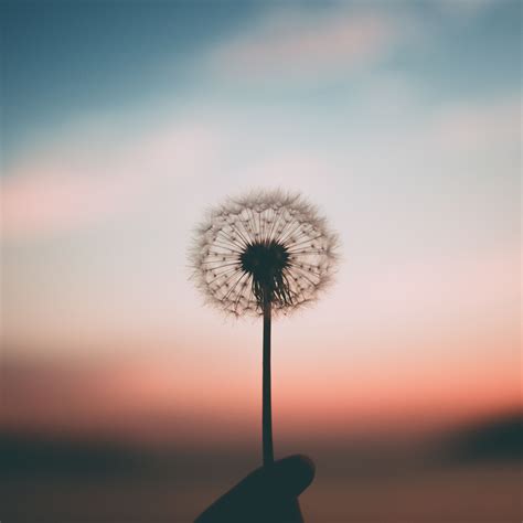 2932x2932 Dandelion 4k Ipad Pro Retina Display ,HD 4k Wallpapers,Images ...