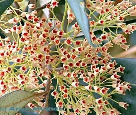 Flora of sundarbane - Flowers of Sundari Tree Service Provider from Kolkata