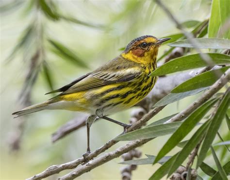 Cape May Warbler - Owen Deutsch Photography