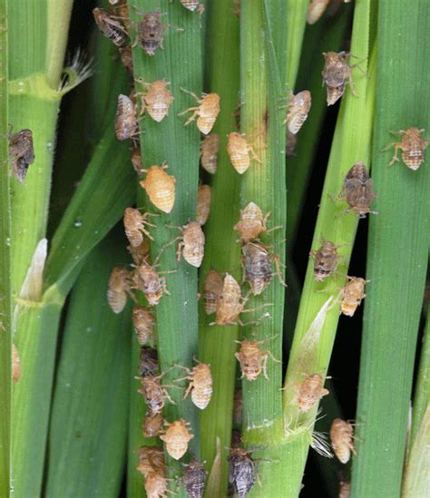 Nature and Farming: Rice Insects: Brown Planthopper