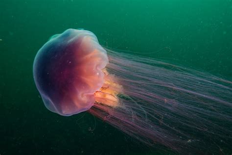 The 6 largest jellyfish in the world