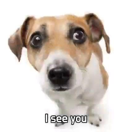 Honey i see you looking at me [Video] en 2022 | Humor de animales, Imágenes divertidas, Videos ...