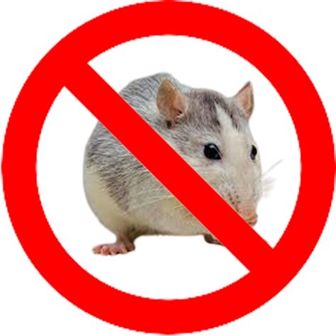 Rodent Pest Control | Rodent Control Near Me | Rodent Control