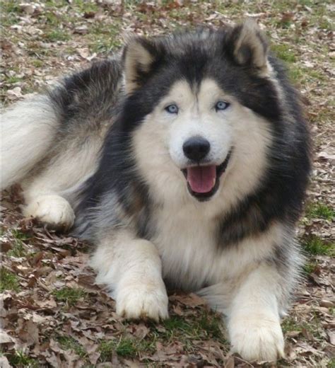 Alusky (Husky Malamute Mix) Info, Training, Puppies and Pictures