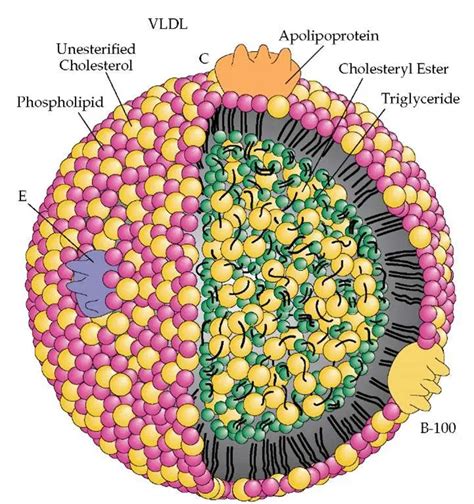 Nanoprofe on Twitter: "La estructura molecular del colesterol fue ...