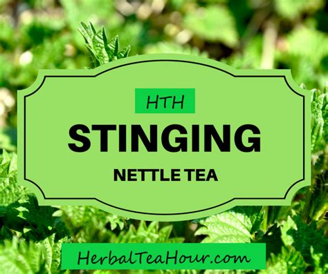 Stinging Nettle Tea: Learn How this Stinging Plant Can Improve Health