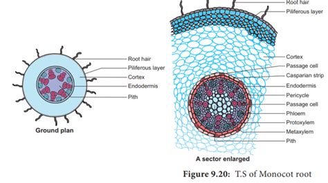 Monocot Root Cross Section Structure With Ppt Easy Biology Class | My ...