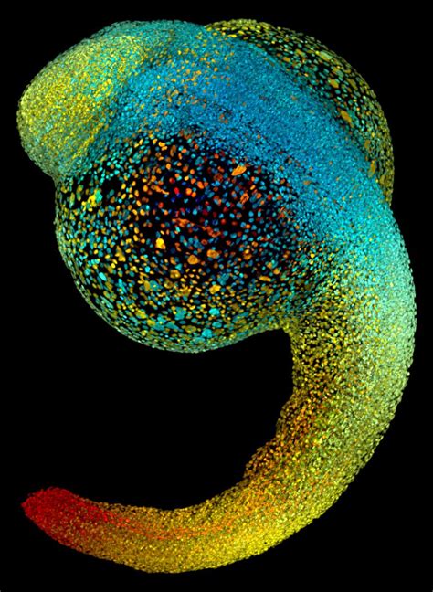 A zebrafish embryo - Cosmos Magazine