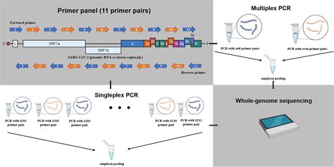 Frontiers | Rapid and sensitive amplicon-based genome sequencing of SARS-CoV-2