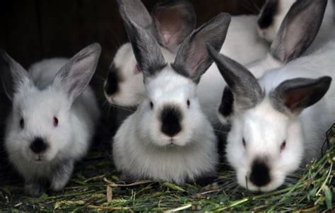 Meat Rabbits: Tips for Raising Them - Food Storage Moms