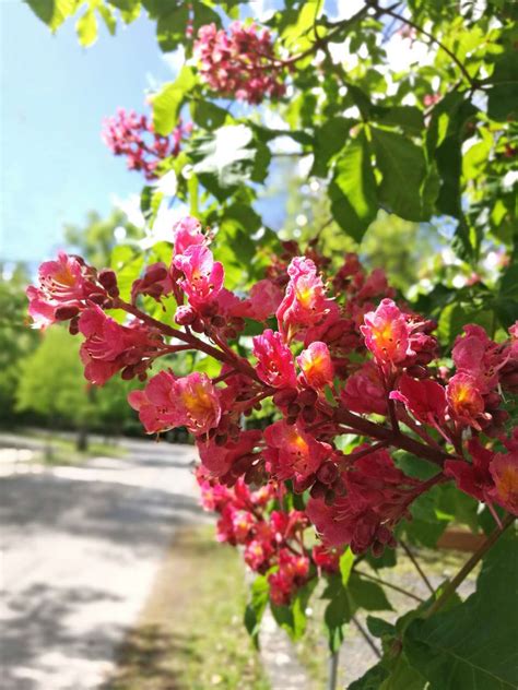 Red Buckeye Tree: Care and Growing Guide