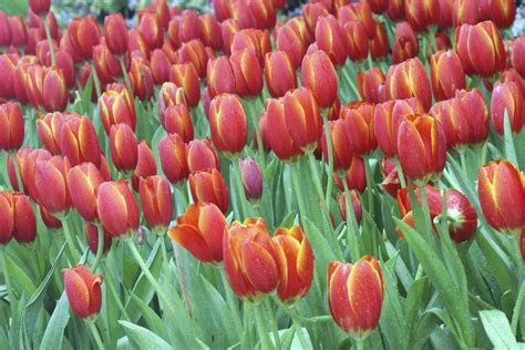 Dutch Tulips | Netherlands Escorted Small Group Tours | Odyssey Traveller