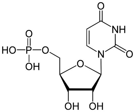 Nucleic Acid Elements and Monomer | Biology Dictionary