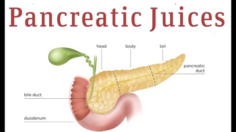 What Is A Major Function Of Pancreatic Juice - slidesharetrick