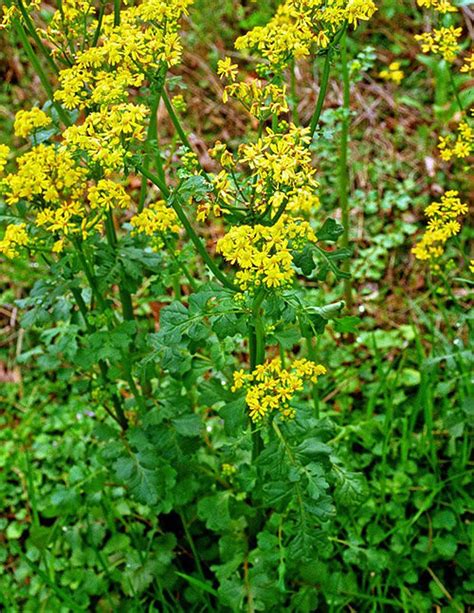 What's that yellow flower/weed? - pennlive.com