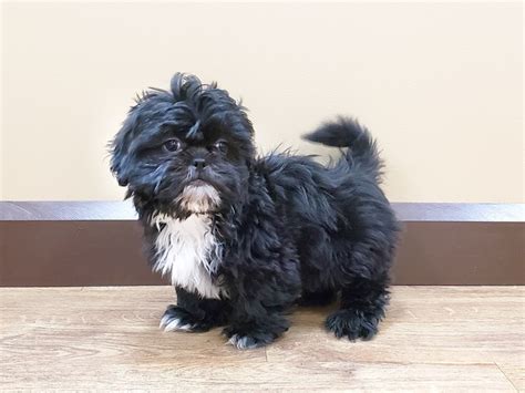 Shih Tzu Puppy Black ID:672 Located at Petland Beavercreek, OH