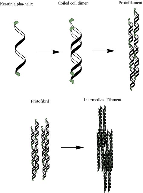 Alpha-keratin - Wikipedia