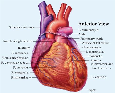 Labeled Diagram Heart