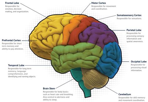 What Are Brain Maps | Images and Photos finder