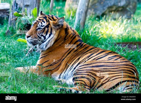 Tiger grass hi-res stock photography and images - Alamy