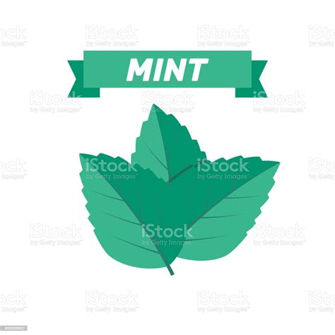 Mint Green Vector Illustration Set Mint Logo Vector Stock Illustration - Download Image Now - iStock