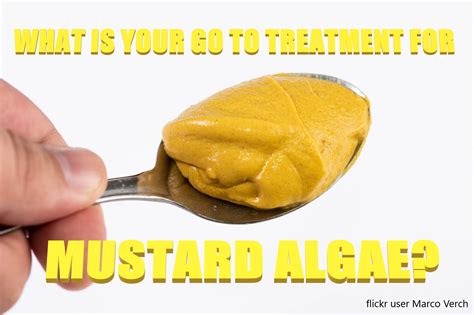 Get Rid of Mustard Algae - Talking Pools Podcast News