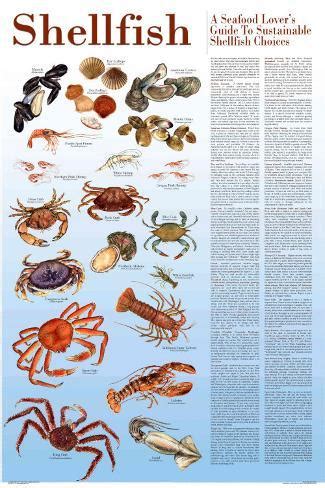 A Seafood Lover's Guide to Sustainable Shellfish Choices Prints by ...