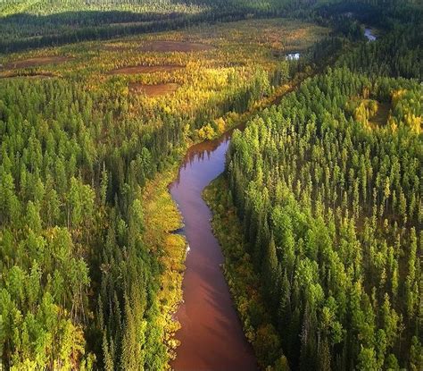 30 best Taiga/Boreal Forest- Gardner APES images on Pinterest | Biome ...