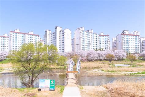 Cherry Blossom Trails Along the Rivers in Jeonju