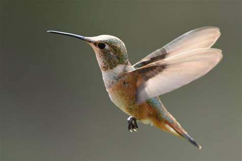 Rufous Hummingbird - FeederWatch