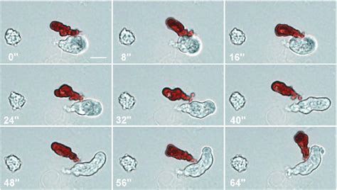 Red and colourless amoebocytes freshly collected and rapidly moving... | Download Scientific Diagram