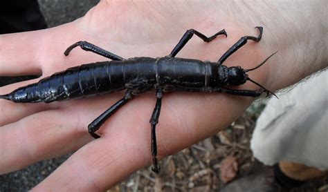 Lord Howe Island stick insect - Australian Geographic