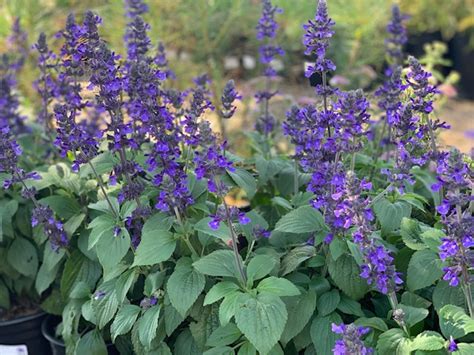 Salvia 'Mystic Spires Blue' | Native Sons Wholesale Nursery