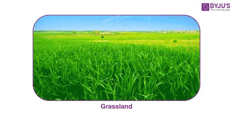 Grassland Ecosystem - Types, features and its habitats