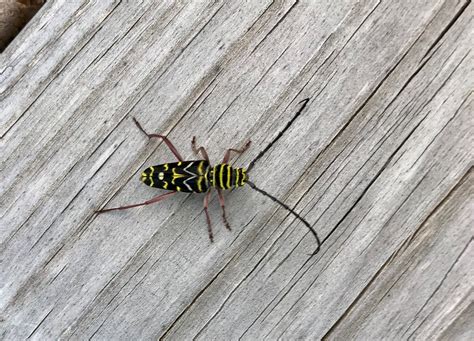 locust-borer | The Prairie Ecologist