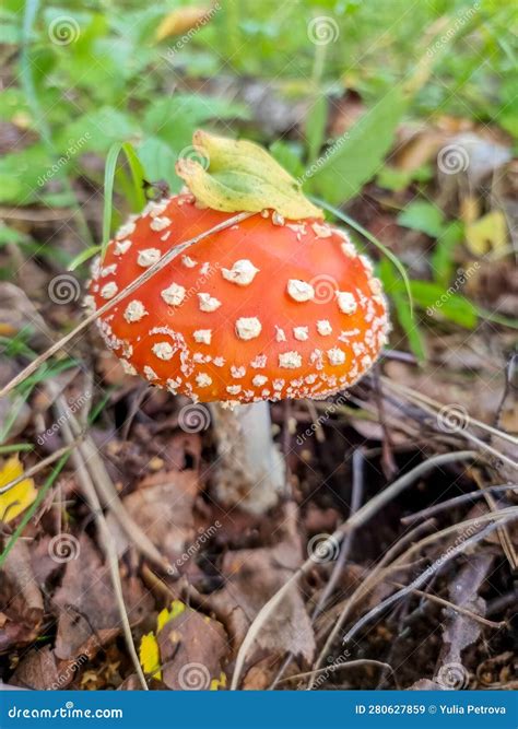 Red Poisonous Mushroom in Nature, Amanita Muscaria, Fly Agaric Fungus ...