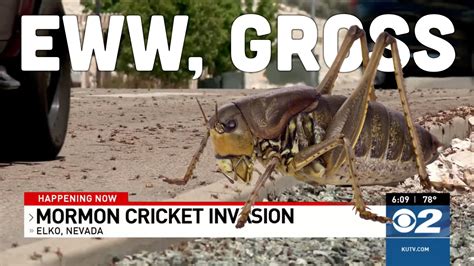 A Nevada Town Has Been Overrun By 'Mormon Crickets' That Turn Streets ...