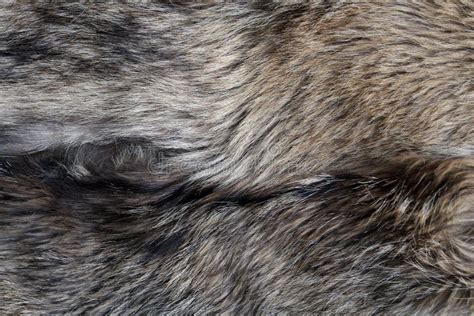 Wolf Fur Texture Natural Grey Stock Image - Image of fluffy, exotic ...