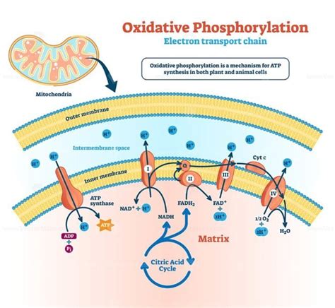 Oxidative phosphorylation vector illustration - VectorMine