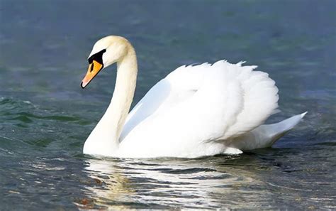 What Is a Mute Swan? - Owlcation