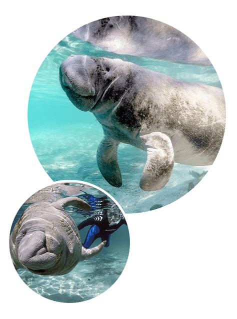 VIP Manatee Tours | Manatee, Clearwater beach, Clear water