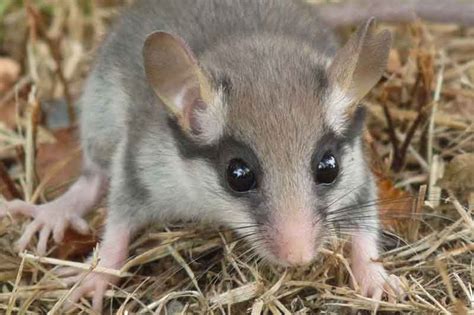 Le lérot ou Eliomys quercinus – Info rongeurs