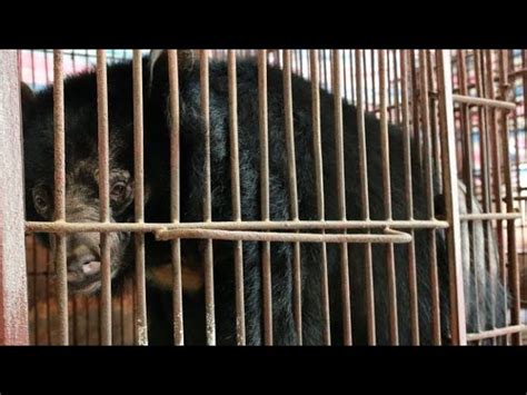 End cruelty to bears in the bear bile industry - GlobalGiving