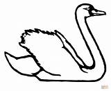 Trumpeter Swan coloring Page  Free Printable Coloring Pages sketch template